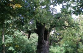 Най старото дърво във Витоша и намиращо се на територията на кв. Княжево