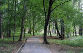 Боровата гора в Княжево такава каквато е днес и такава трябва да остане за децат